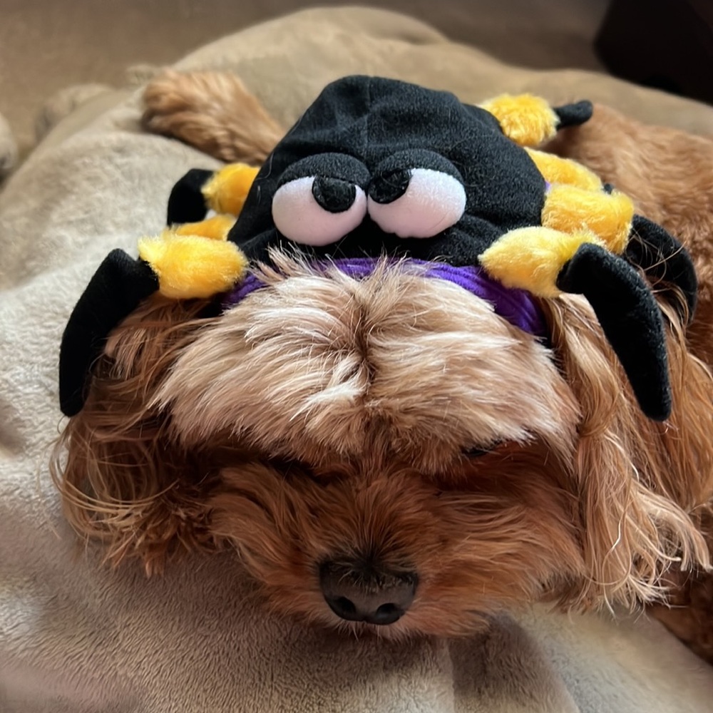 Spider Dog Headpiece
